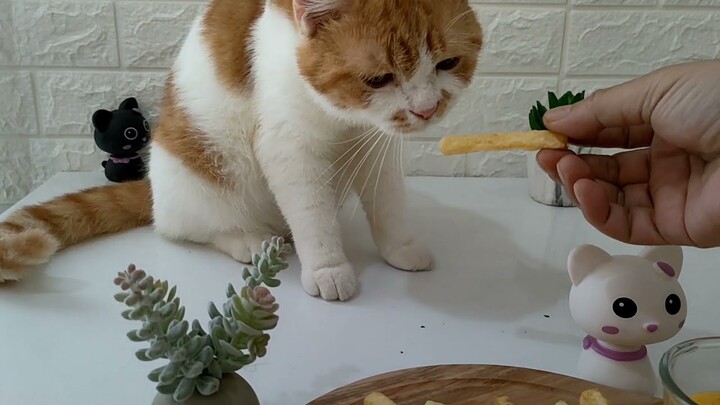 Kuring Oren Suka Nemanin Masak || Kucing Pintar