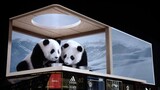 [Panda] Minum sebaskom susu dingin di gunung salju