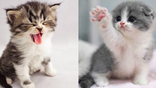 เสียงลูกแมวร้อง น่ารักมาก- Baby Cat cute