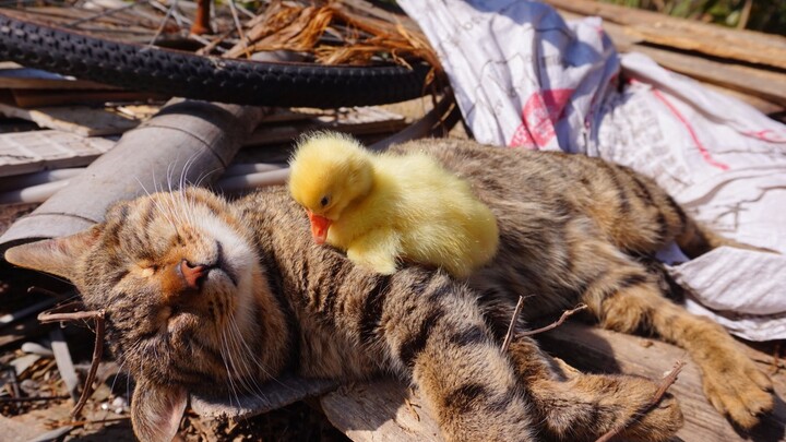 皮皮鹅喜欢粘着西瓜猫咪睡觉