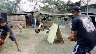 Proven broodcocks