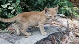 Scared Baby Kitten Alone In The Jungle