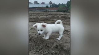 Cả nhà tập thể dục chưa ạ? cunyeucuadua yeucho yeuchomeo cún cúncon chó chómèo chócon chókhôn yeuchomeo chócute pet dog dogsoftiktok