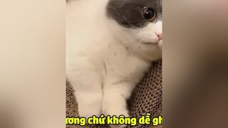 Nhìn cái mặt kìaaa..!😑❤️xuhuong meocute rosepet4