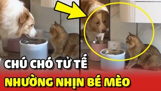 Xuýt xoa với chú chó 10 điểm TỬ TẾ khiến ai cũng NGƯỠNG MỘ 😍 | Yêu Lu