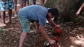 Pure PRH, panalo Pero patay.