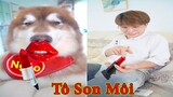 Thú Cưng TV | Ngáo Husky Troll Bố Dương KC #38 | chó thông minh vui nhộn | funny cute smart dog Pets
