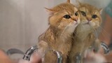 [Kucing Emas Oranye Mengumpat Saat Mandi] Terus Mengeong Tanpa Henti