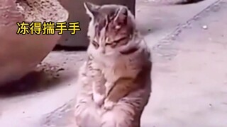 “据说有60%%的流浪猫熬不过冬天”