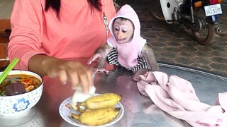 Baby Monkey Maki | Maki Hungry Drink Milk For His Breakfast With Mom