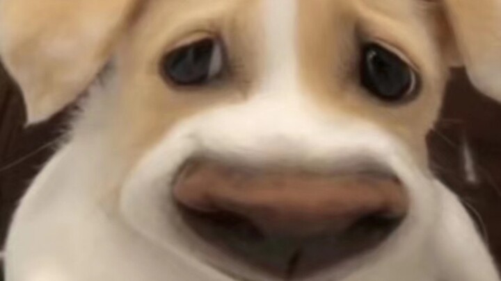 When foreign dogs are petted, they suddenly stop challenging to see how the dogs will react. Husky: 