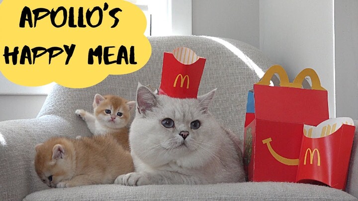 Happy MEAL for Apollo. SURPRISE!