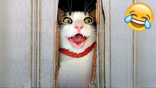 Funniest Animal Videos 2023🤣 - Funniest Cats😹 and Crazy Dogs🐶 Videos!