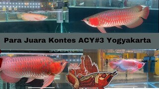 Arwana Super Red Juara kontes ACY#3