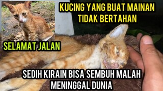 innalillahi wa inna ilaihi rojiun  Anak Kucing Yang Buat Maninan Meninggal Dunia..!