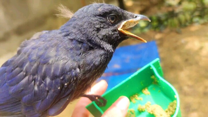 A Humming Bug inside One Bird's Stomach!