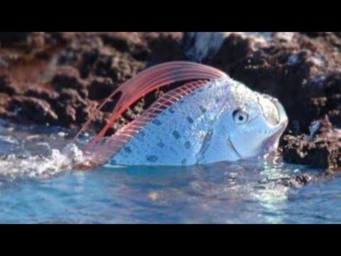 Oarfish Si Ikan Pembawa Pesan Dari Kerajaan Dewa Laut