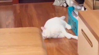 Đồ nhiều lông tấu hài😼