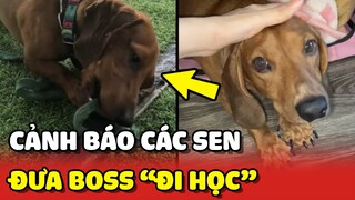 Cảnh báo cho các Sen khi có ý định đưa Thú Cưng ĐI HỌC | Yêu Lu