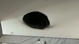 [Hewan] Momen lucu kucing hitam dalam hidup