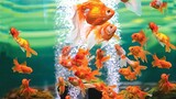 8 Jenis ikan hias air tawar aquarium gampang diternak