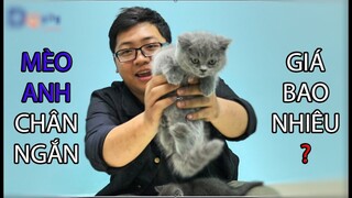 MÈO ANH CHÂN NGẮN GIÁ BAO NHIÊU ? | MÈO MUNCHKIN | DOGILY PETSHOP