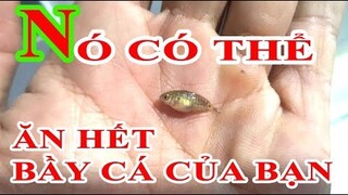 Kẻ thù Lớn nhất của cá Betta là sinh vật này đây | Betta Chia Sẻ Kinh Nghiệm