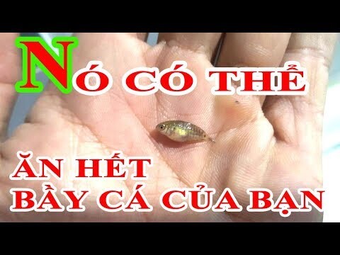 Kẻ thù Lớn nhất của cá Betta là sinh vật này đây | Betta Chia Sẻ Kinh Nghiệm