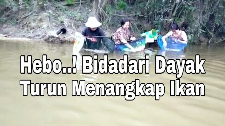 Hebo..! Bidadari Dayak Turun Menangkap Ikan | the champion catch fish with traditional tools