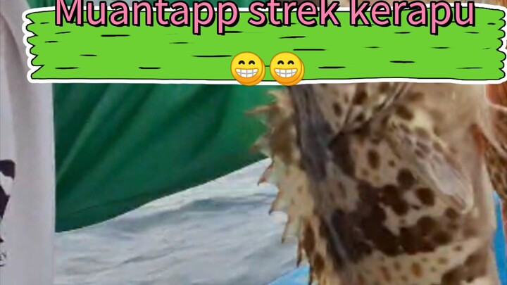 spot papuma haup mase