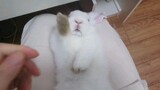 Animal|Rabbits Do Bite People