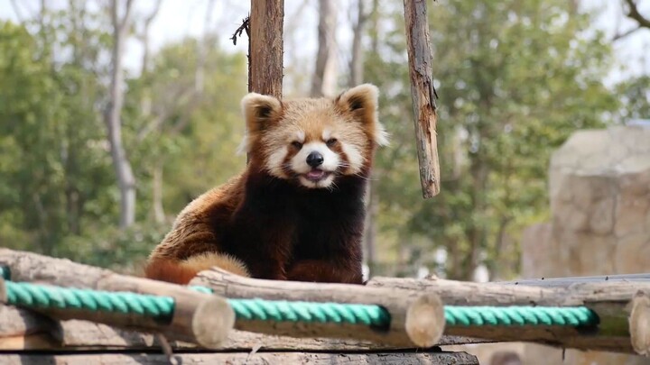 This Red Panda is cappuccino color