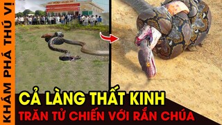 🔥 6 Lần Trăn Đại Chiến Với Rắn Hổ Mang Chúa Trong Thế Giới Động Vật Nguy Hiểm | KPTV