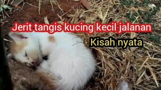 Jerit Tangis Kucing Kecil Jalanan | Rasa Iba Kemudian Membawa Mereka Ke Rumah Untuk Bertahan Hidup.!