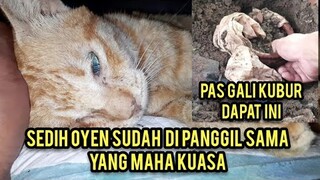 Inna lillahi wa inna ilaihi raji'un Kucing Oyen Sudah Di Panggil Yang Maha Kuasa Tinggal Kenangan 😭