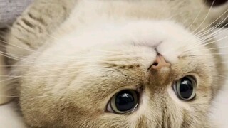 cute cat