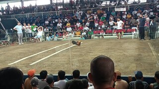 wpc national edition GAPP QUEZON , FIRST FIGHT WIN ,, PASENSYA SA MGA NASASABI KO 😅