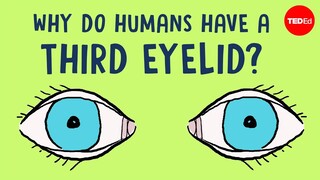 Why do humans have a third eyelid? - Dorsa Amir