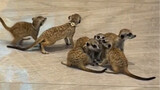 Thật là một đống ăng-ten nhỏ! Rơi vào hang meerkat!