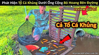 Phát Hiện Và Thu Hoạch Cả Tổ Cá Khủng Dưới Ống Cống Bỏ Hoang Bên Đường || Review Giải Trí Đời Sống