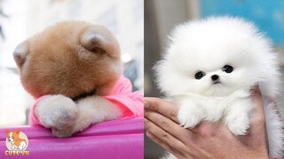 POMERANIAN THE CUTEST DOGS