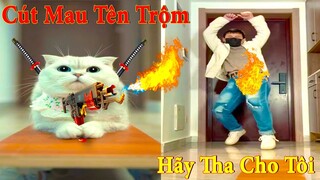 Thú Cưng TV | Dương KC Pets | Mèo Sam Và Miu #4 | mèo thông minh vui nhộn | funny cute smart cat