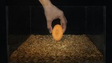 [Animals]20,000 mealworms eat up a piece of carrot in 7 hours