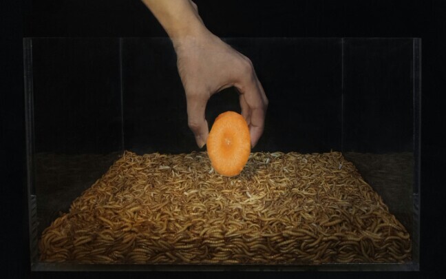 [Animals]20,000 mealworms eat up a piece of carrot in 7 hours