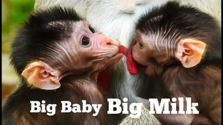 BIG BABY BIG MILK ADORABLE NEWBORN BABY JODY ENOUGH MILK,MAMA MONKEY JANE DOESN'T CLOSE BABY'S MILK