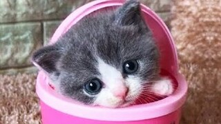 OMG So Cute Cats ♥ Best Funny Cat Videos 2020 #21