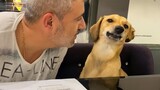 Kiss is not free, man! 😂 FUNNIEST Dogs and Human Moments