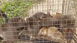 Săn loài chuột cống nhum khủng/Săn bắt ẩm thực vùng quê/tt138