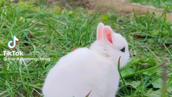 Cute Rabbit