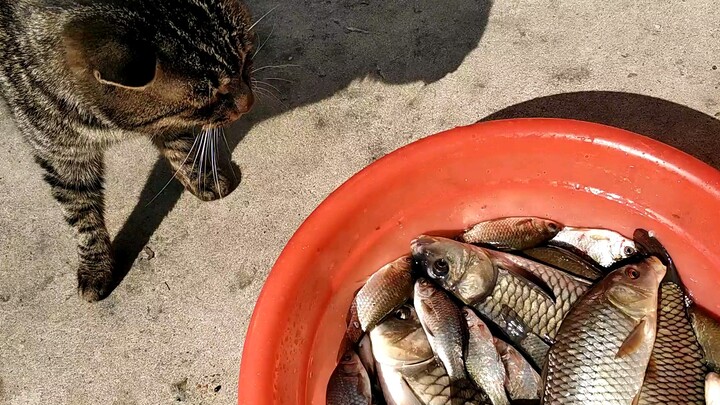 [Hewan]Memberi Kucing Makan Ikan